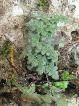 Image of rough lipfern