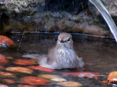 Image de Muscicapa adusta fuscula Sundevall 1850