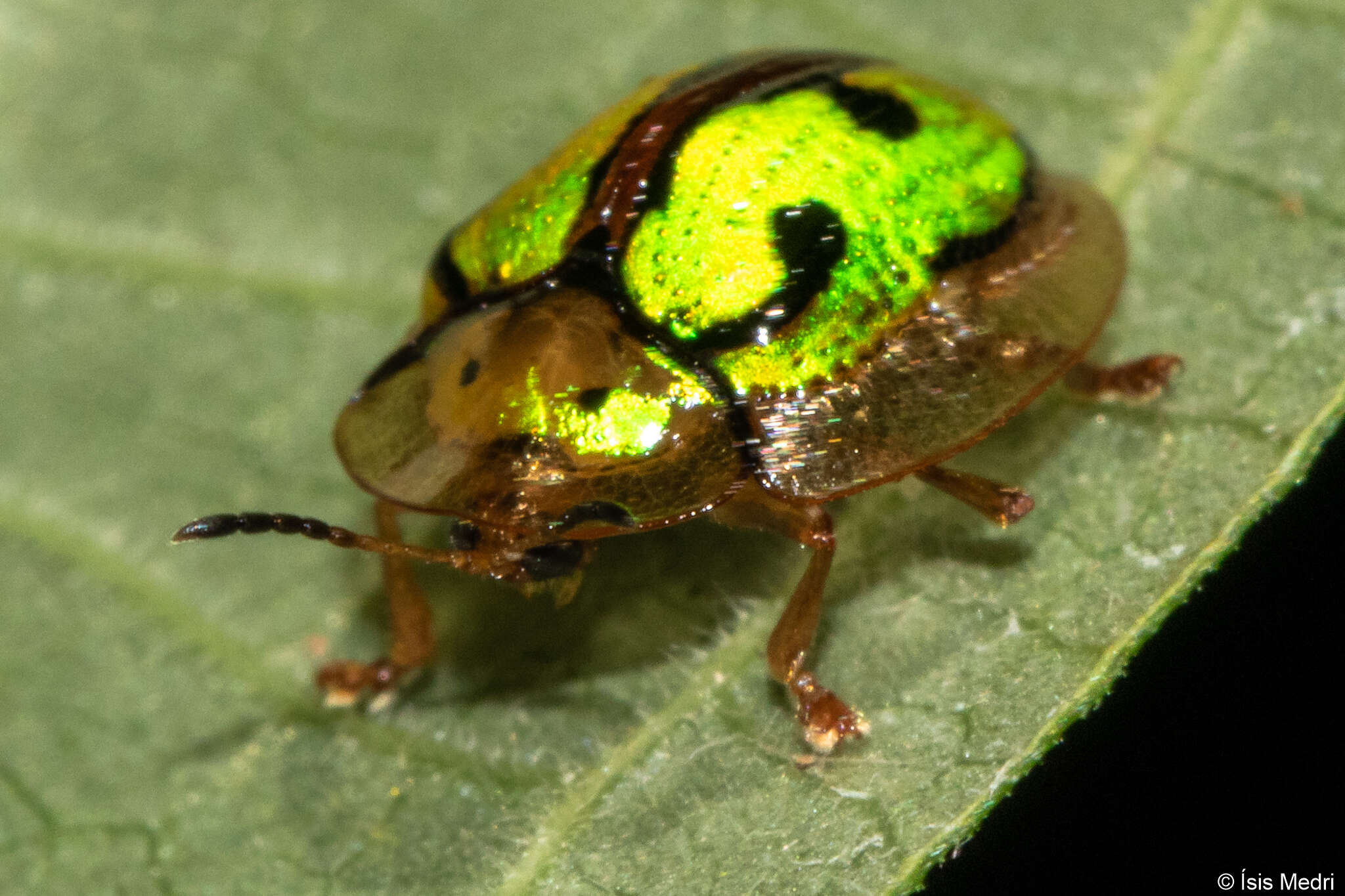 Sivun Coptocycla (Coptocyclella) fastidiosa Boheman 1855 kuva