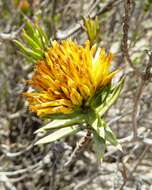 Image of Pteronia fasciculata L. fil.