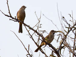 Image of Ayeyarwady Bulbul