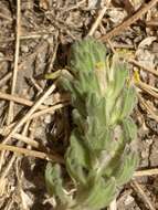 Image of Ajuga bombycina Boiss.