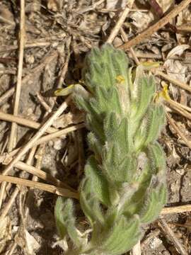 Image of Ajuga bombycina Boiss.