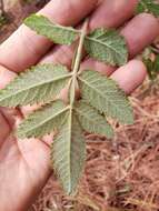 Image of Bursera cuneata (Schltdl.) Engl.