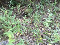 Image of oval-leaf milkweed