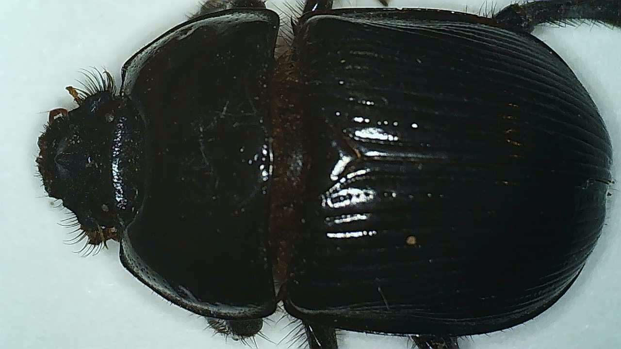 Слика од Megatrupes cavicollis (Bates 1887)