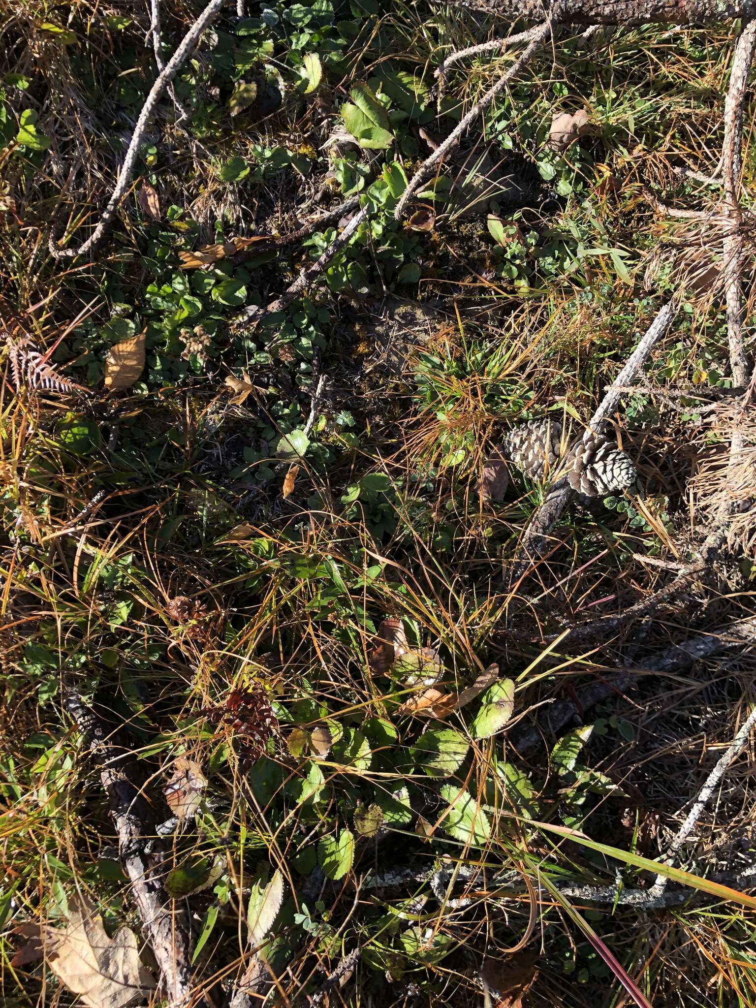 Image of serpentine ragwort