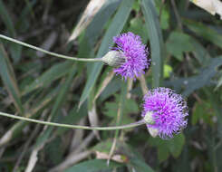 Слика од Serratula coronata subsp. insularis (Iljin) Kitam.