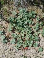 Image of Pelargonium ternifolium P. J. Vorster