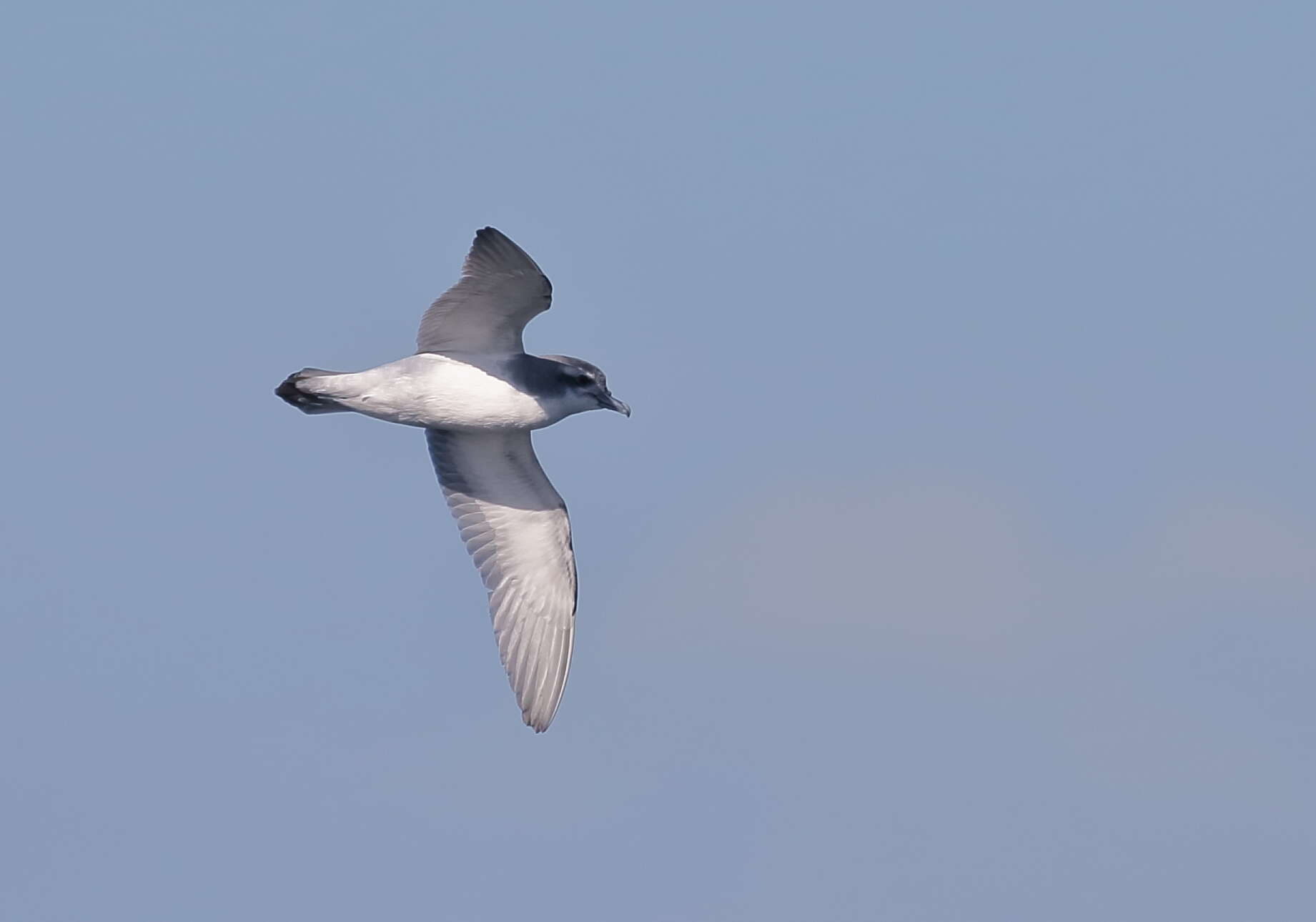 Image of Antarctic Prion