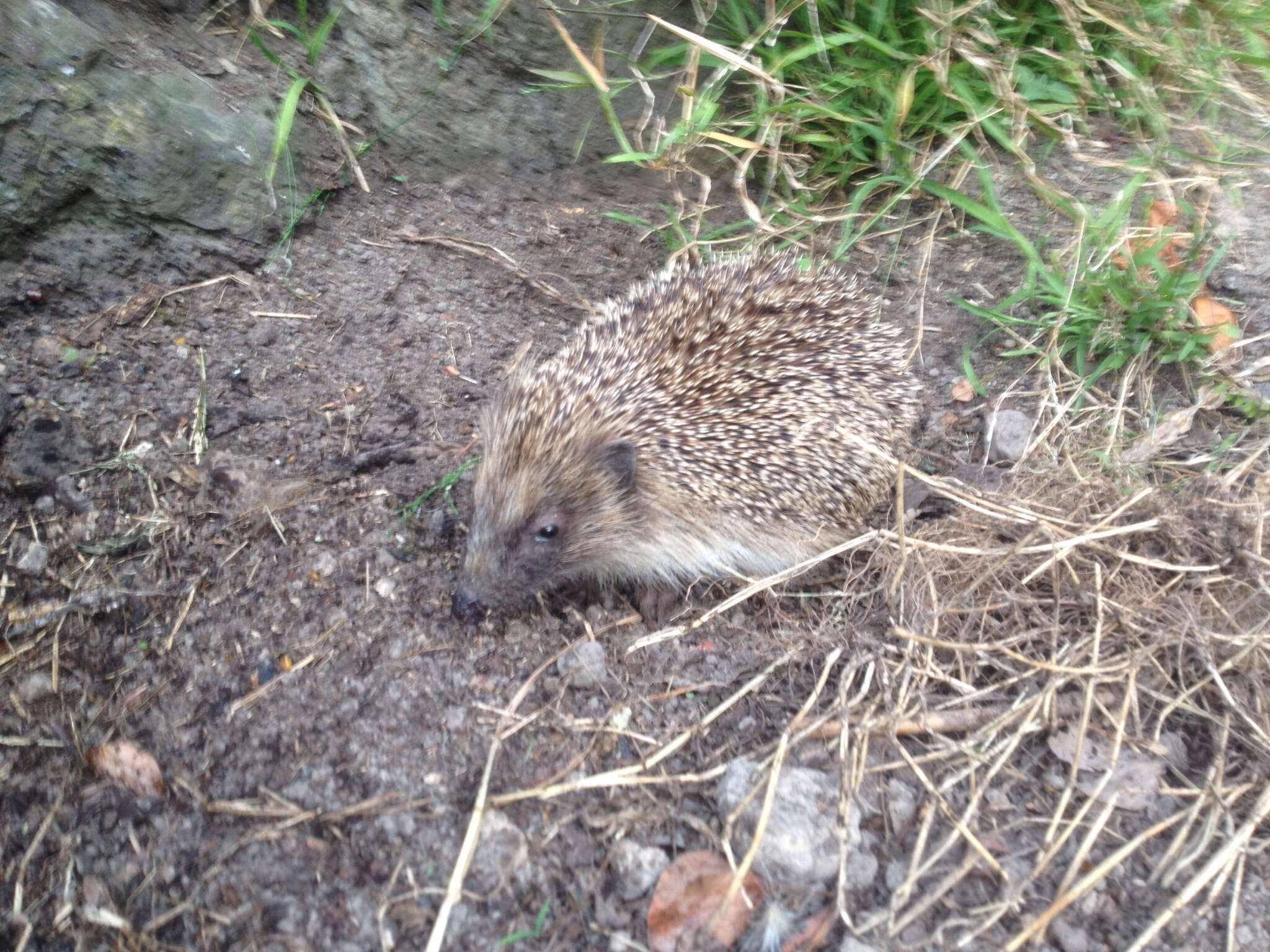 Image of hedgehog