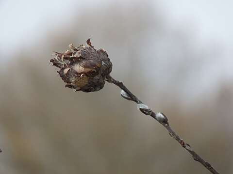 صورة Rabdophaga strobiloides (Osten Sacken 1862)