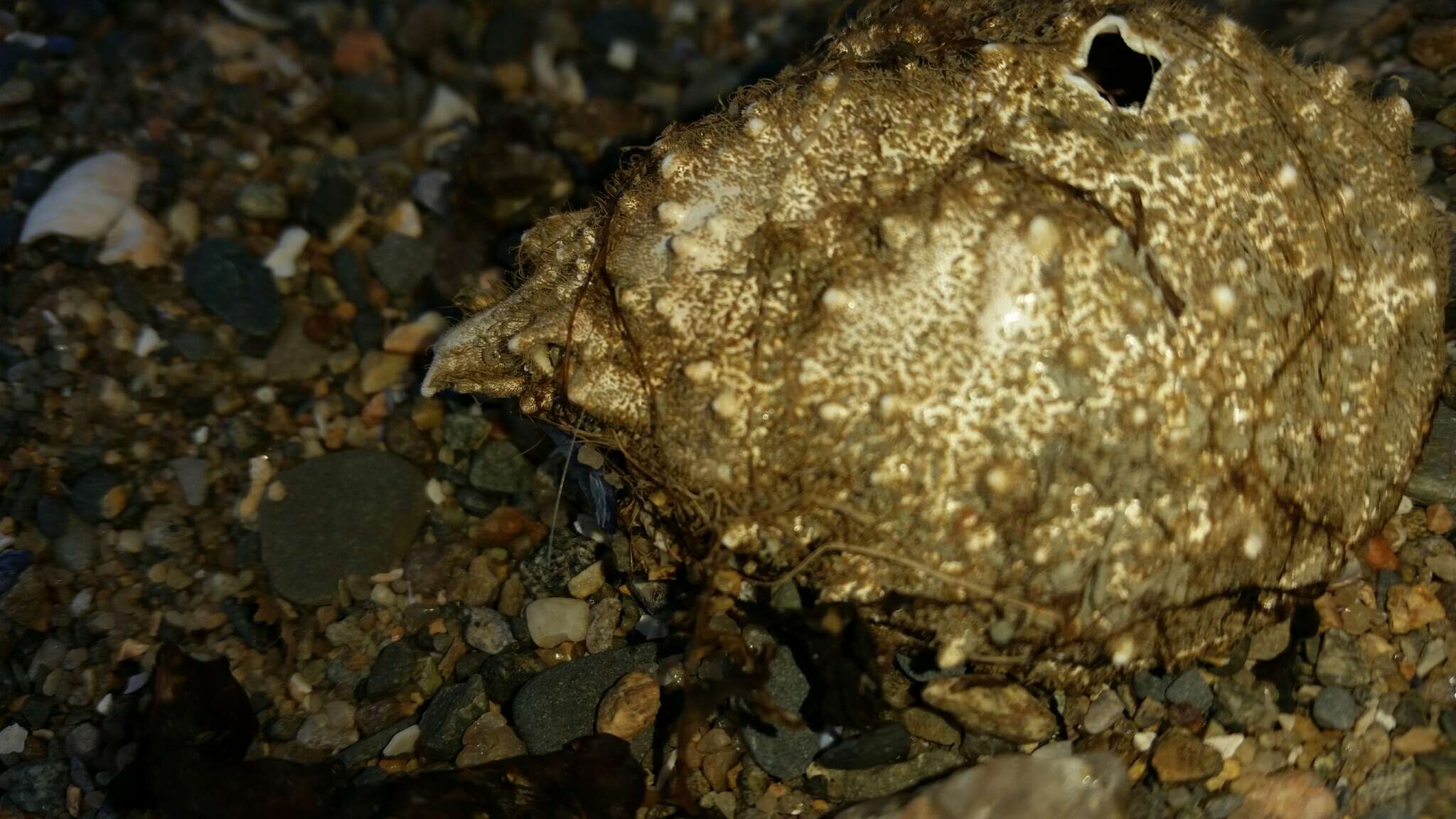 Image of Spider Crabs