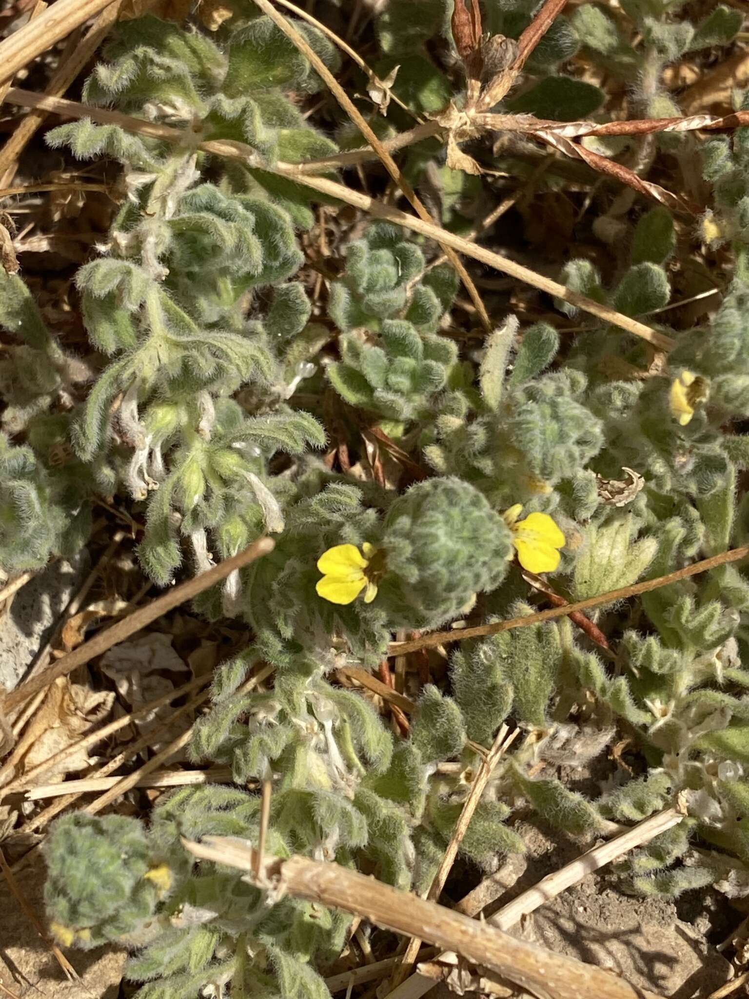 Image of Ajuga bombycina Boiss.