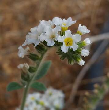 Sivun Heliotropium hirsutissimum Grauer kuva