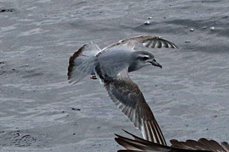 Image of Antarctic Prion