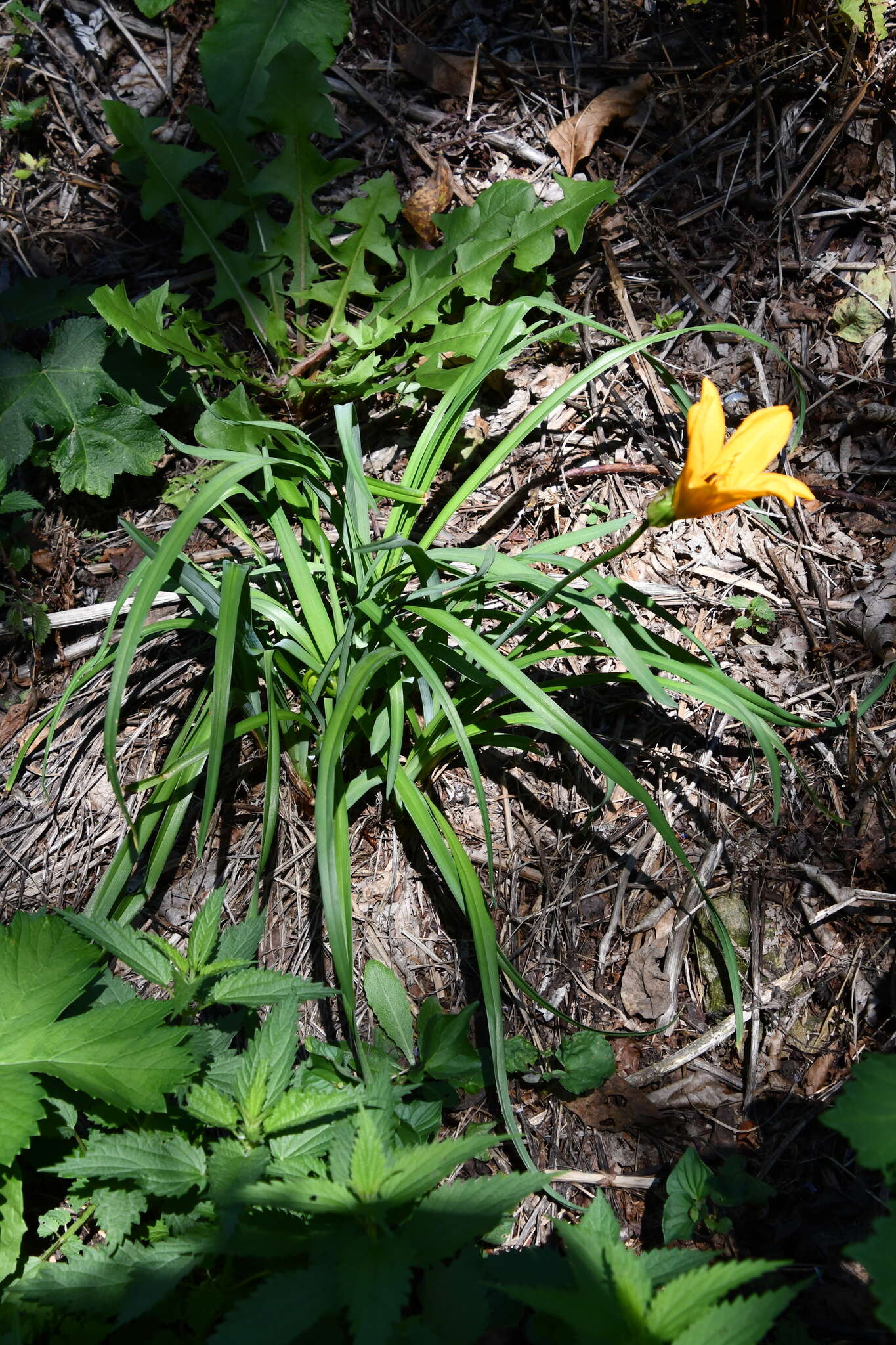 Image of Amur daylily