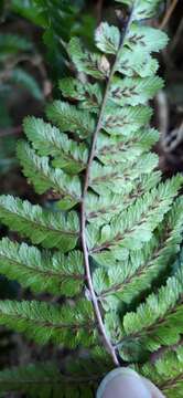 Image of Athyrium leiopodum (Hayata) Tag.