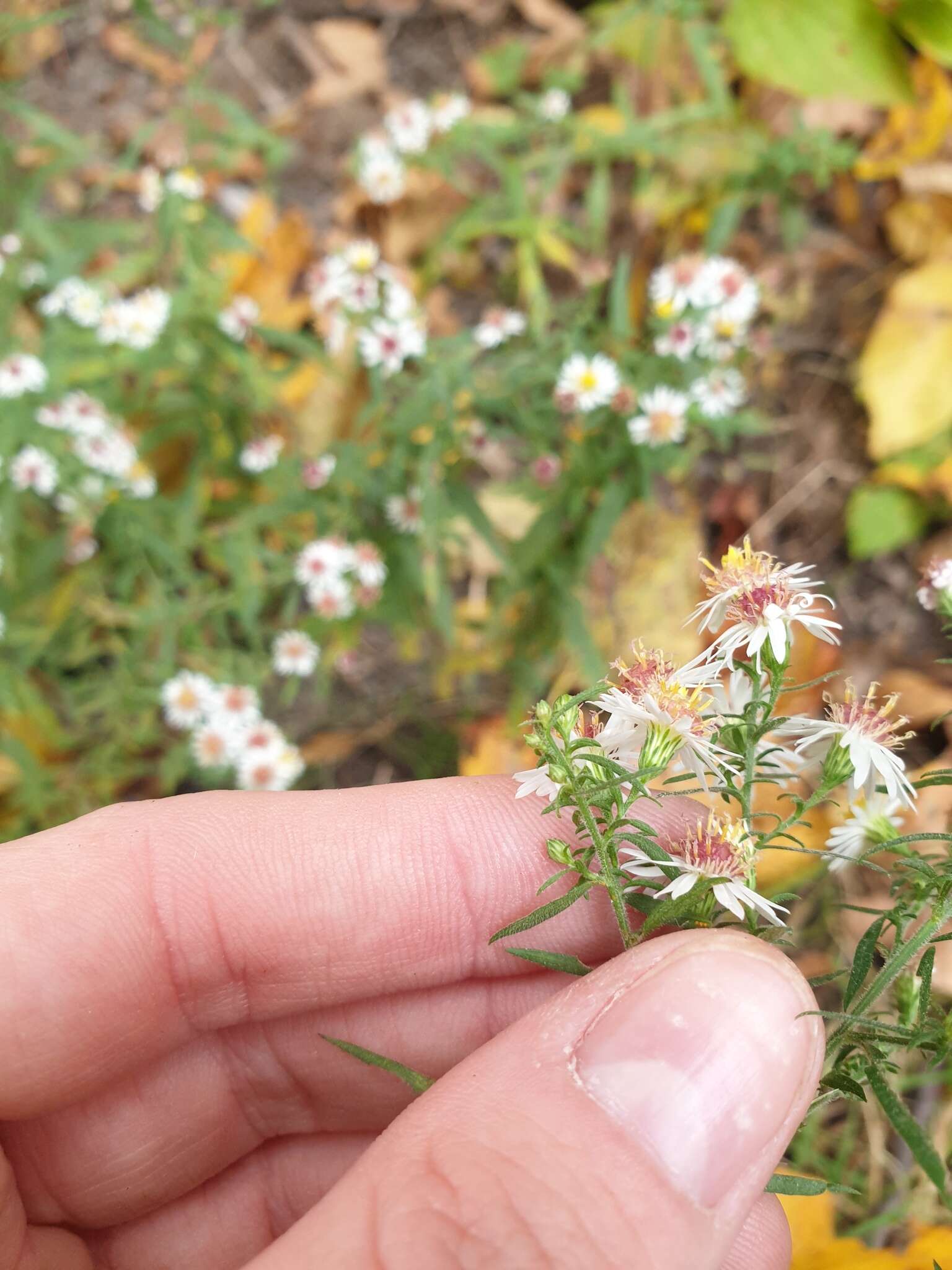 Image of <i>Symphyotrichum <i>ontarionis</i></i> var. ontarionis