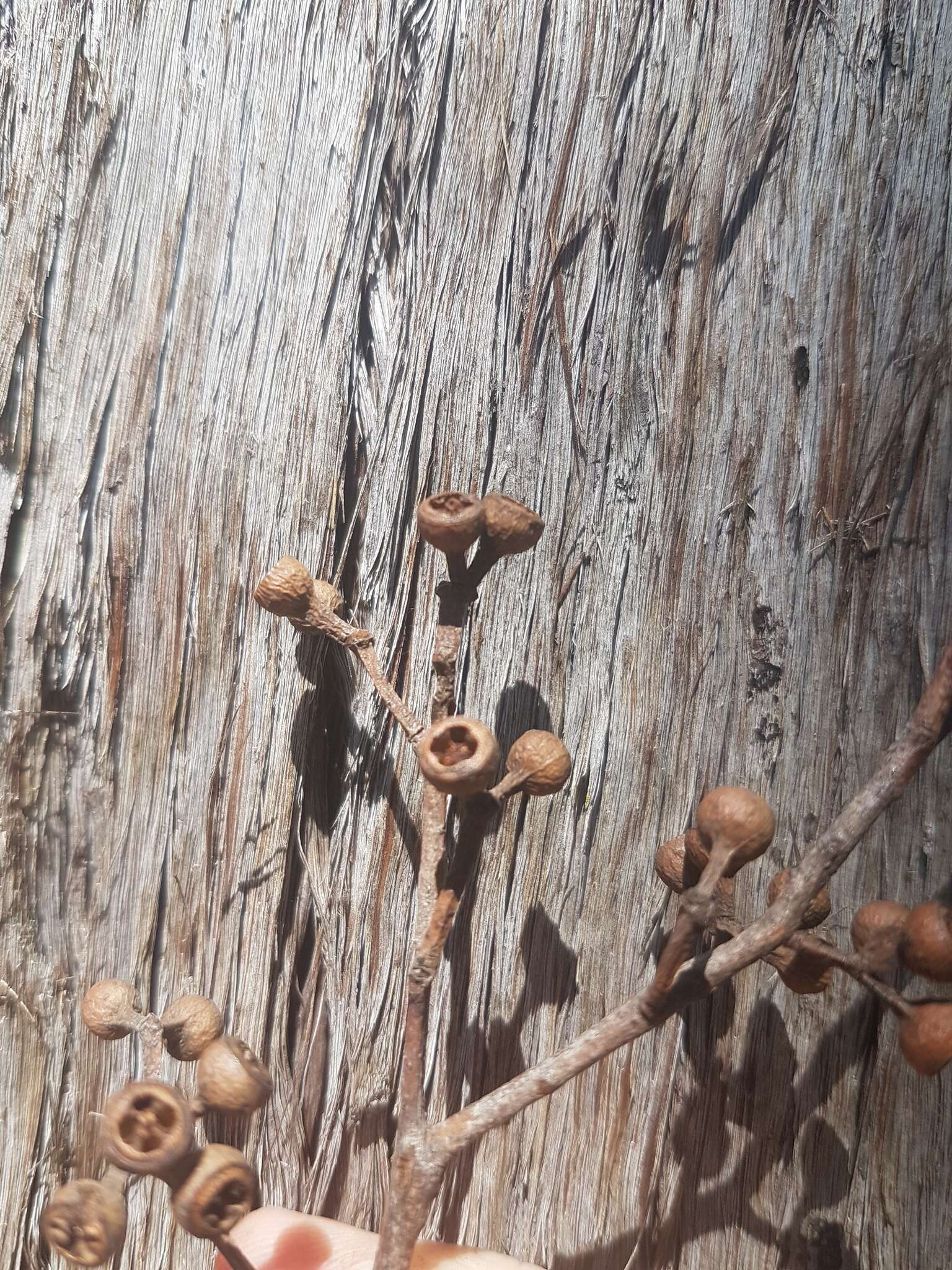 Imagem de Eucalyptus acmenoides Schauer