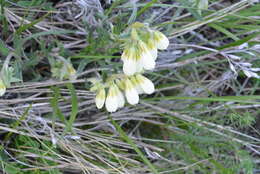 Image of Onosma simplicissima