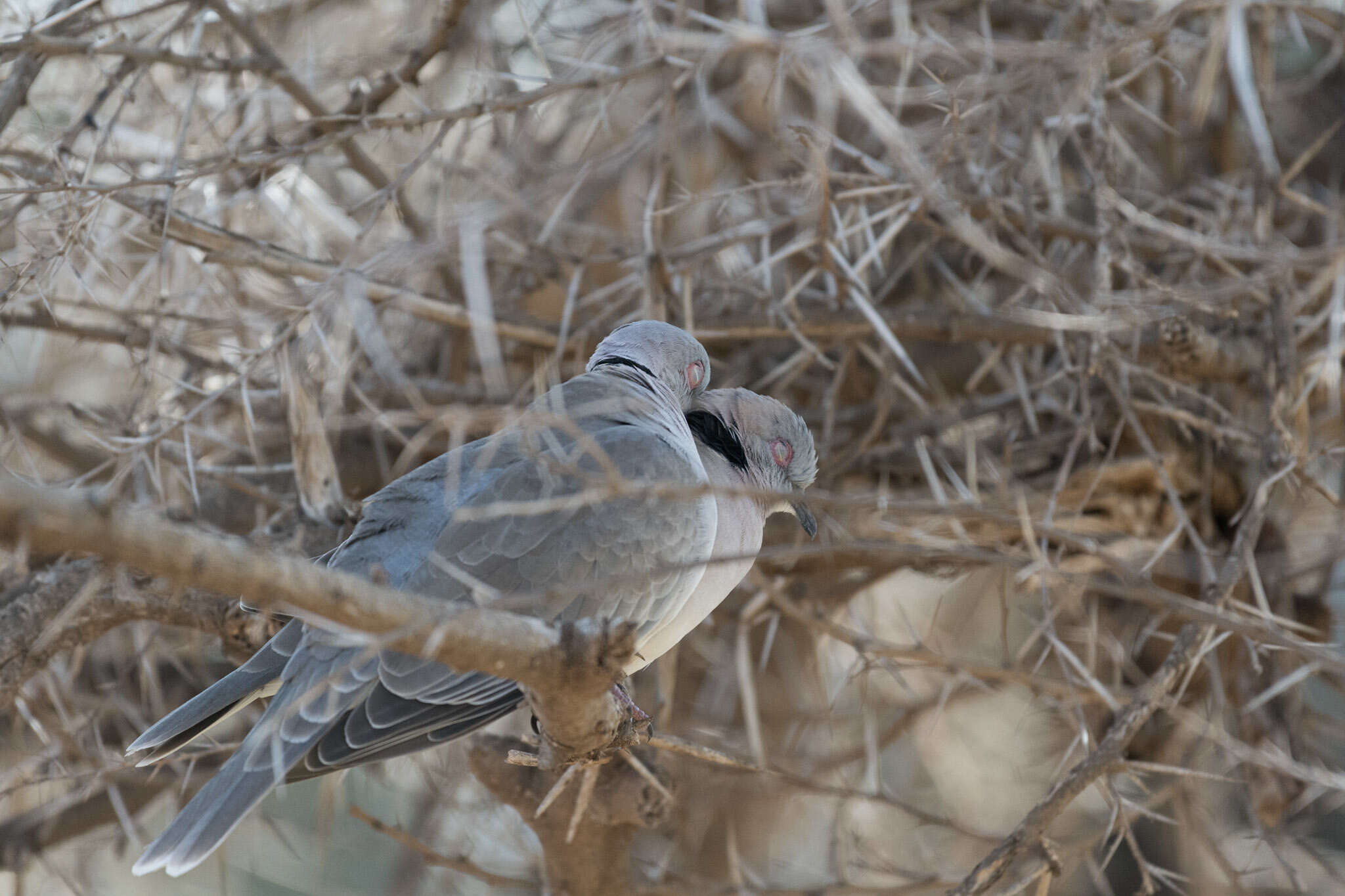 Image of African Mourning Dove