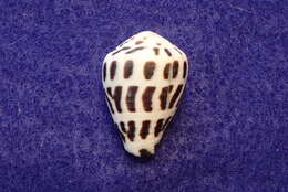 Image of Hebrew cone