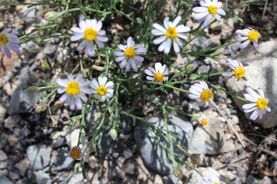 Image of manyflower leastdaisy