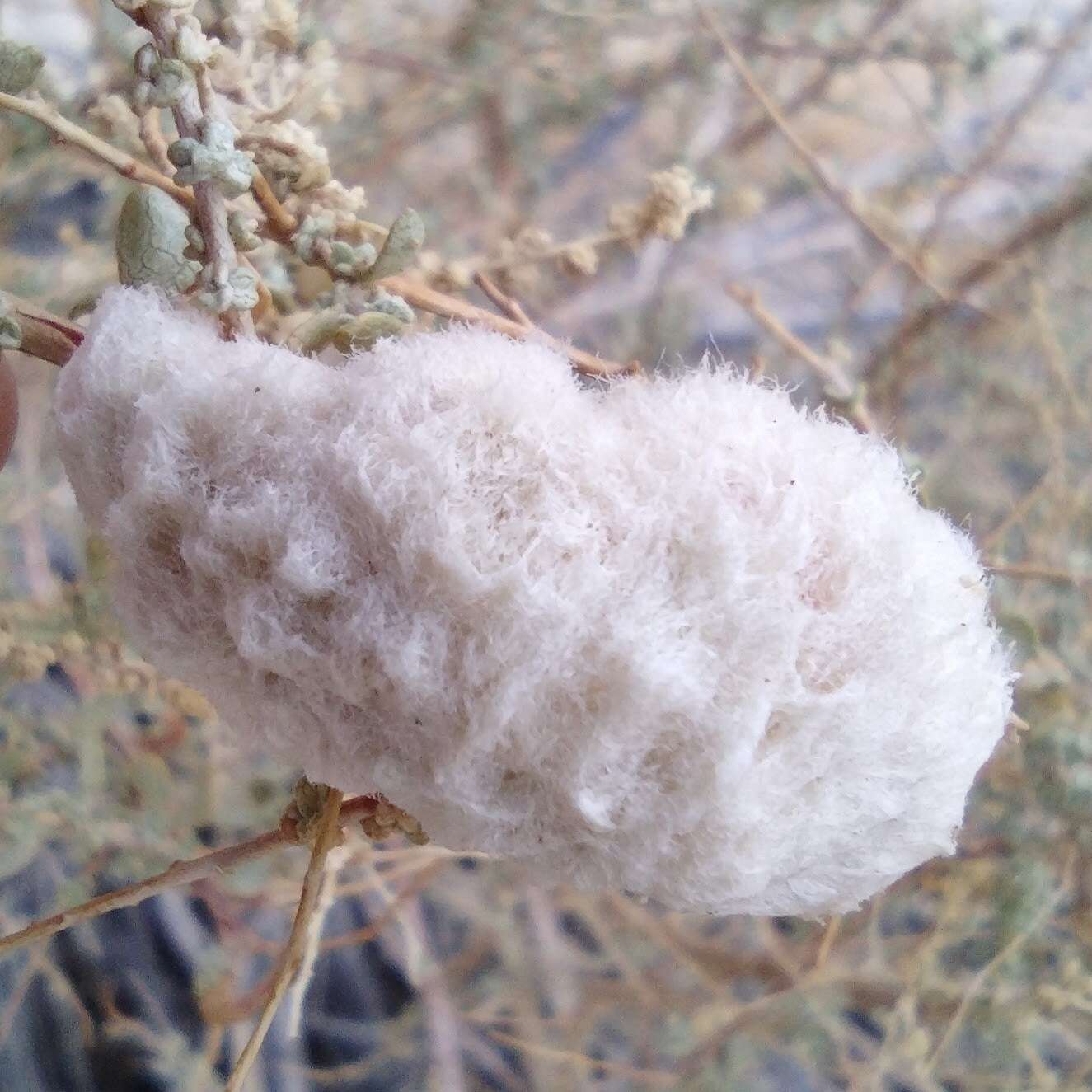 Image of Asphondylia floccosa Gagne 1986