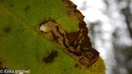 Image of Stigmella rosaefoliella (Clemens 1861) Wilkinson et al. 1979