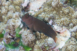 Image of Red-streaked Blenny