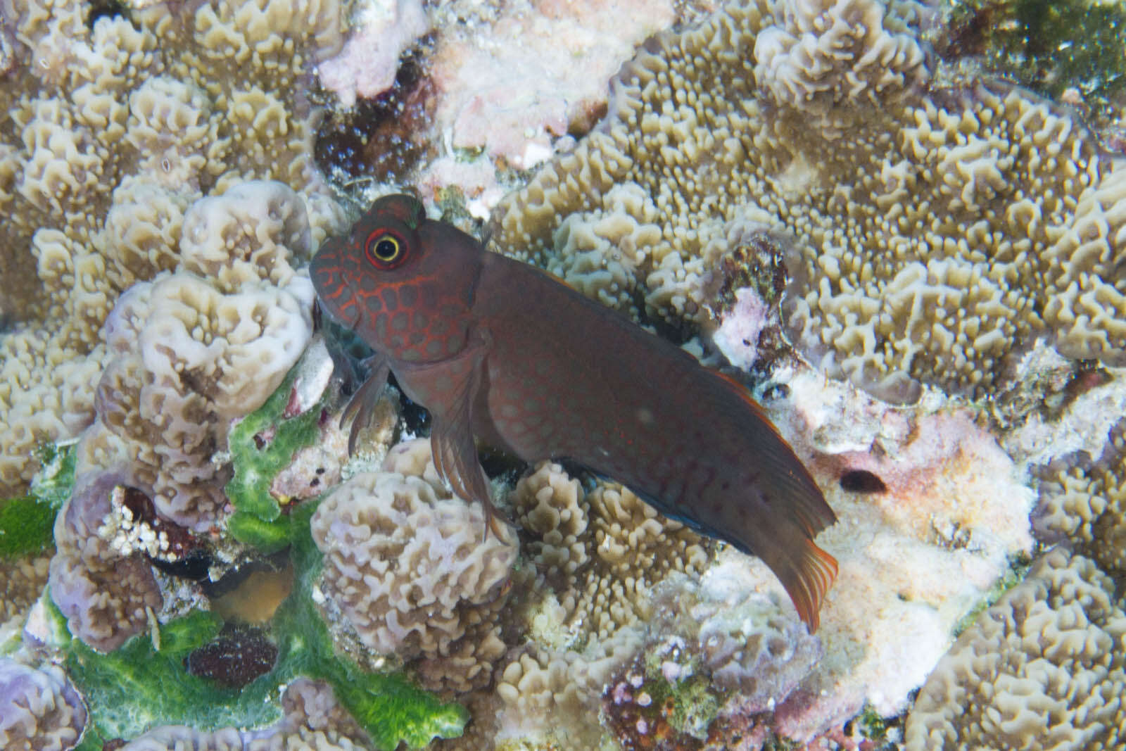 Image of Red-streaked Blenny