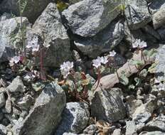 Image of longstalk phacelia