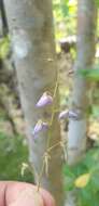 Image of Silverleaf Desmodium