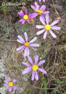 Image of Senecio arenarius Thunb.