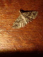 Image of twenty-plume moth