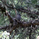 Image of Sichuan Grey Jay