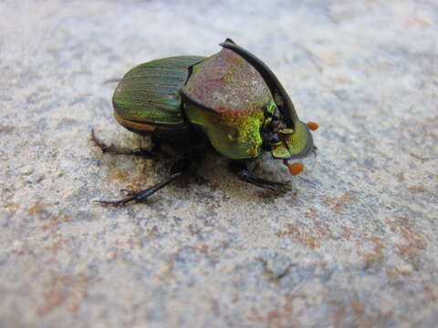 Image of Rainbow Scarab