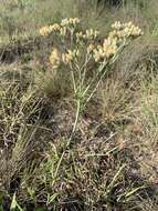 Слика од Helichrysum acutatum DC.