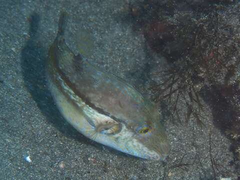 Image of Brown-lined Puffer