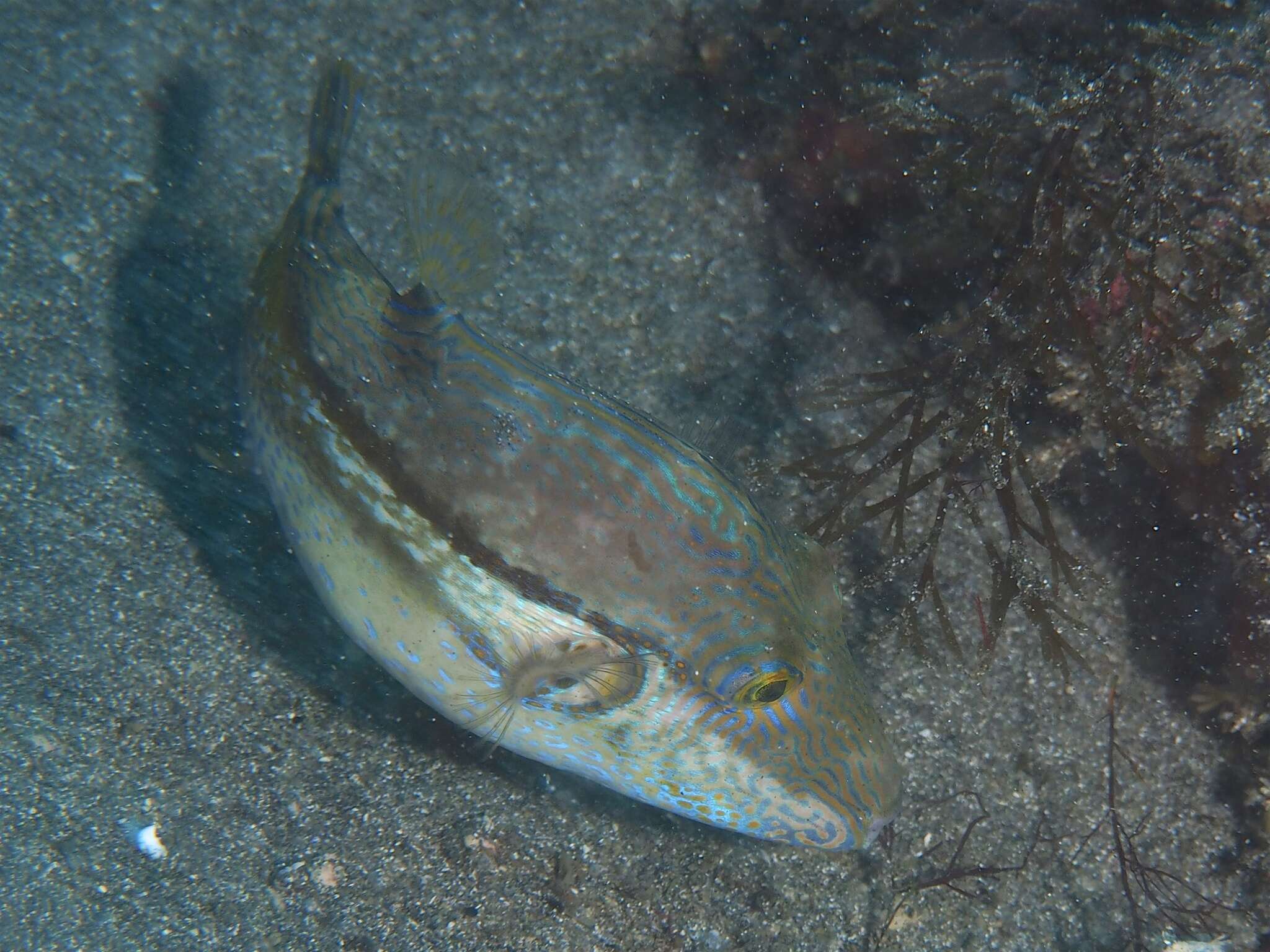 Image of Brown-lined Puffer