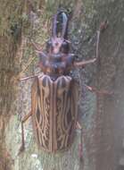 Image of Long-horned beetle