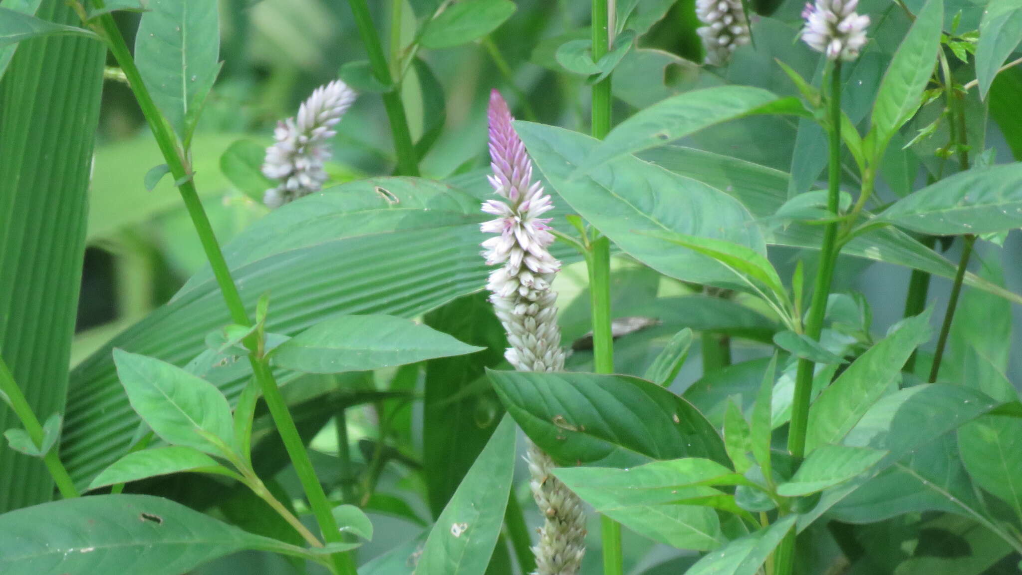 Imagem de Celosia argentea L.