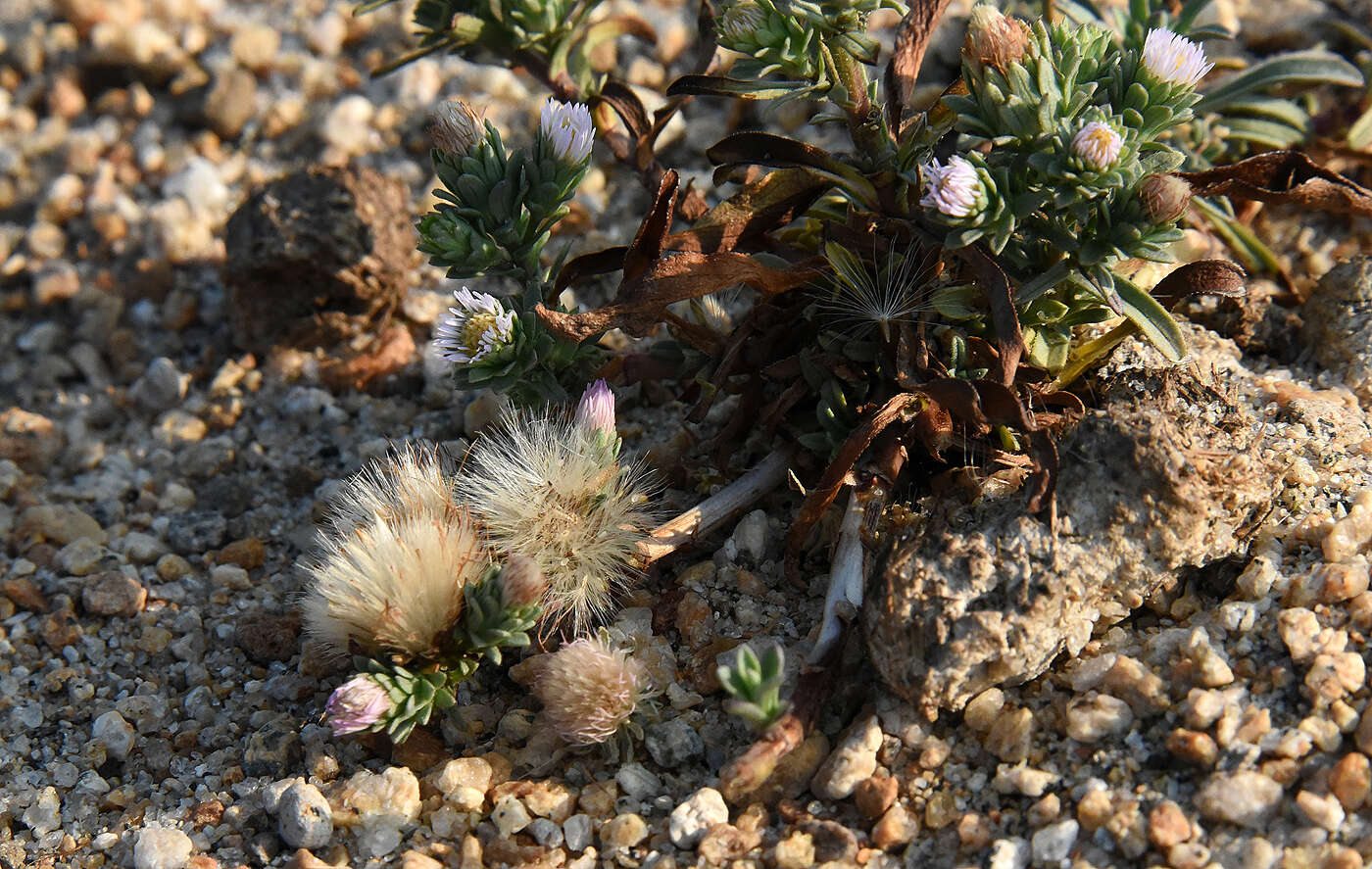 Image of short-rayed alkali aster