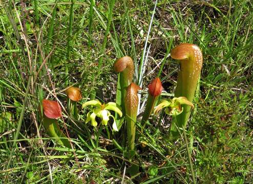 Image of Hooded Pitcherplant