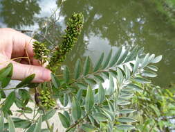 Image of desert false indigo