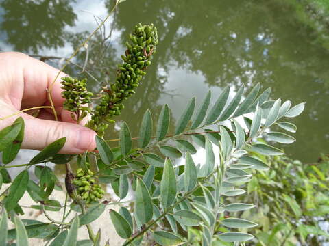 Imagem de Amorpha fruticosa L.