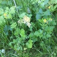 Image de Geum macrophyllum var. macrophyllum