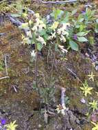 Image of Lapland lousewort