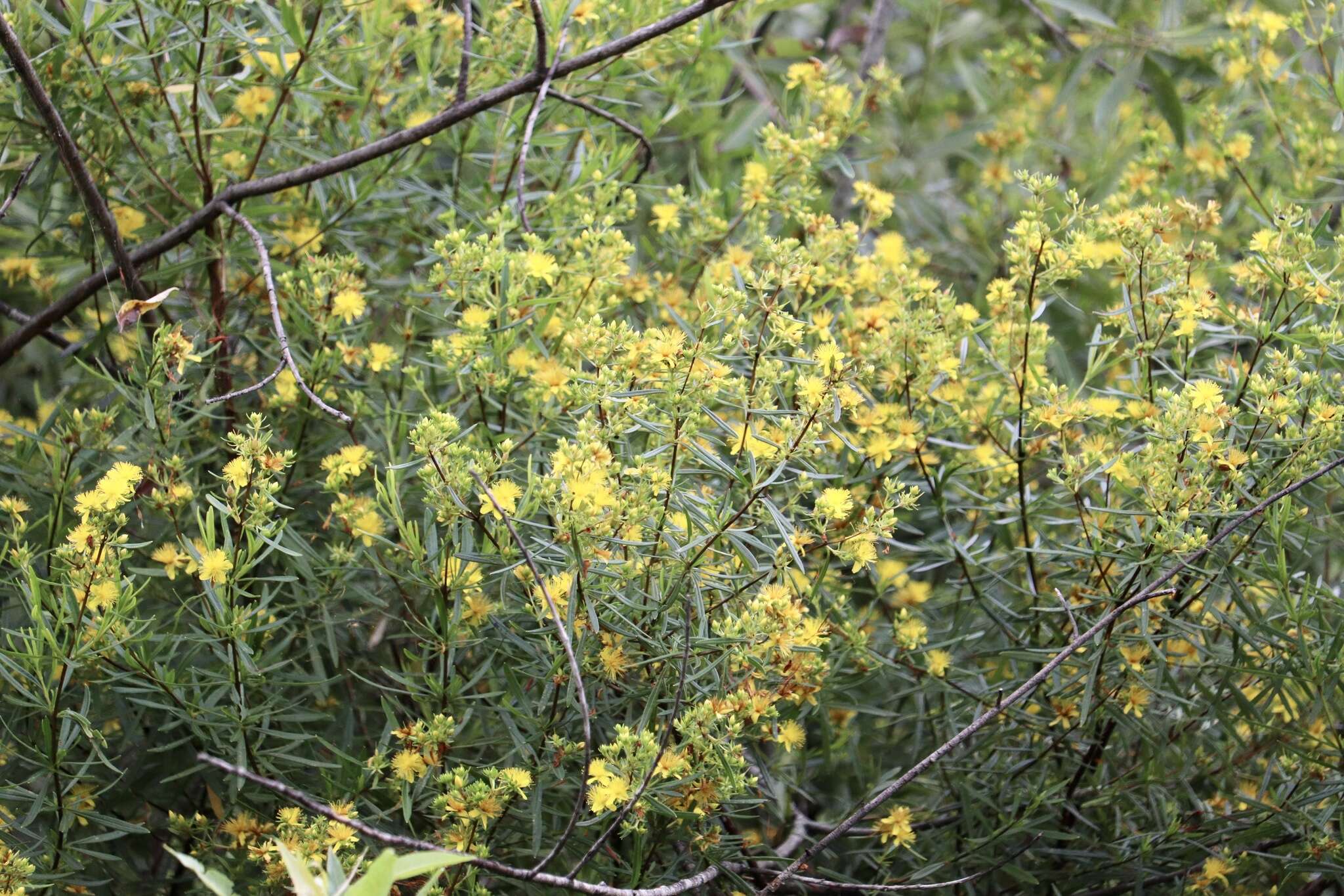 Image of bushy St. Johnswort